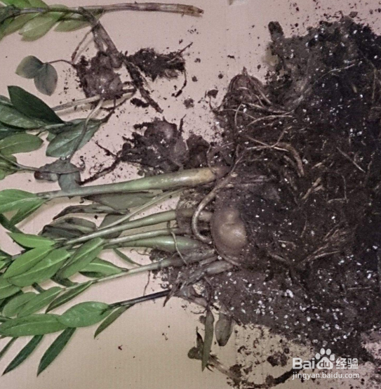 金钱树茎发黑怎么补救