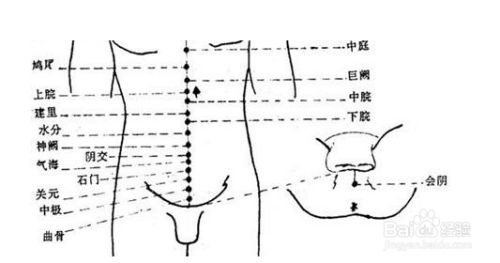 会阴穴位的作用 百度经验