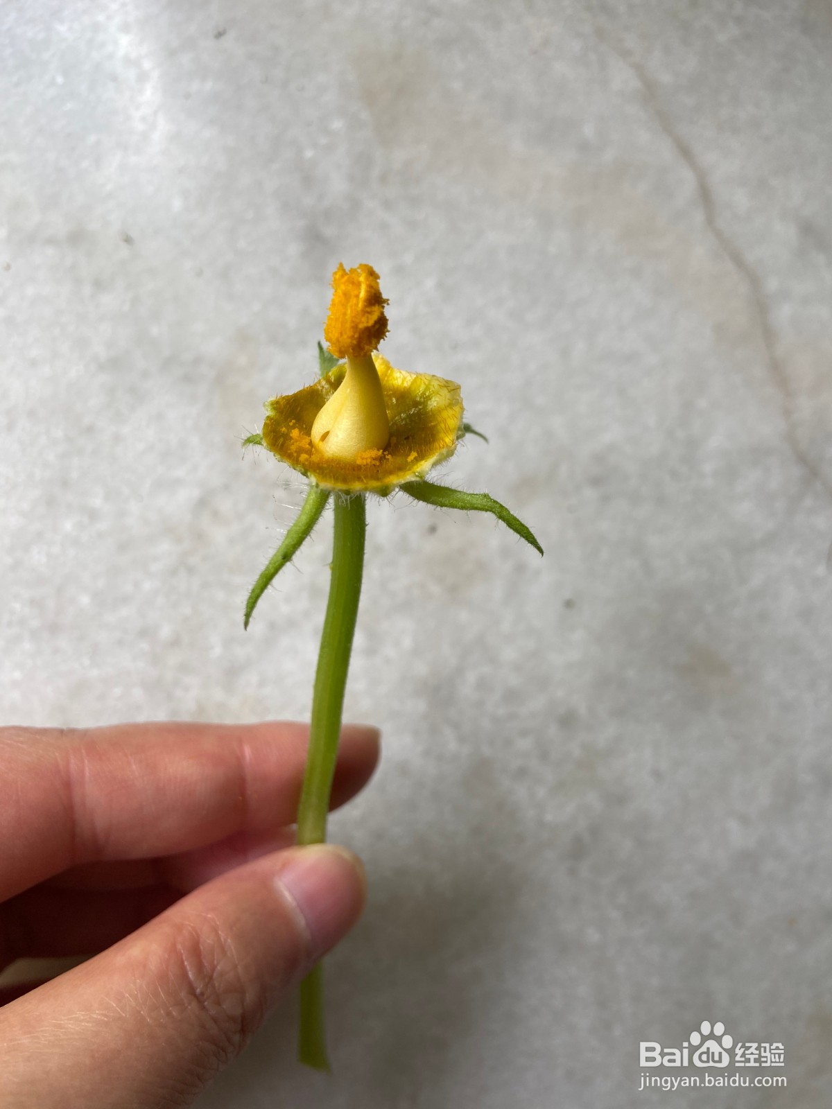阳台种植西葫芦如何授粉