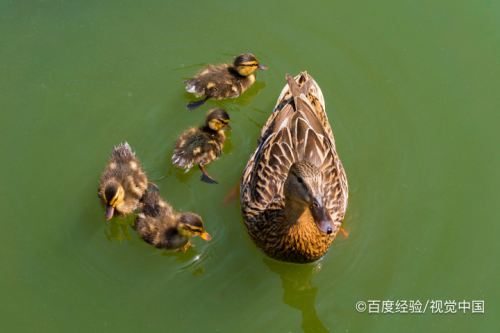 小鴨在水裡怎麼游泳說一句話