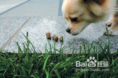 如何训练狗狗大小便