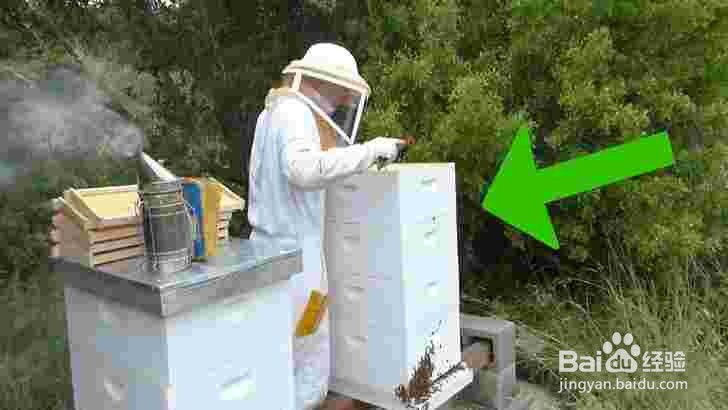 <b>新手如何养蜜蜂 养蜜蜂技巧</b>