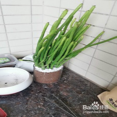 绿珊瑚怎样养护