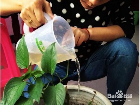 如何养殖君子兰？