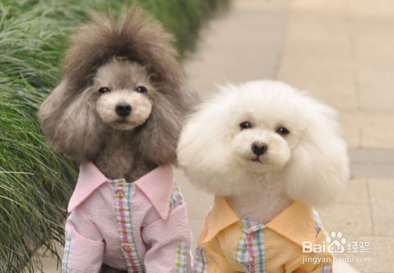 怎样照顾好你的宠物？