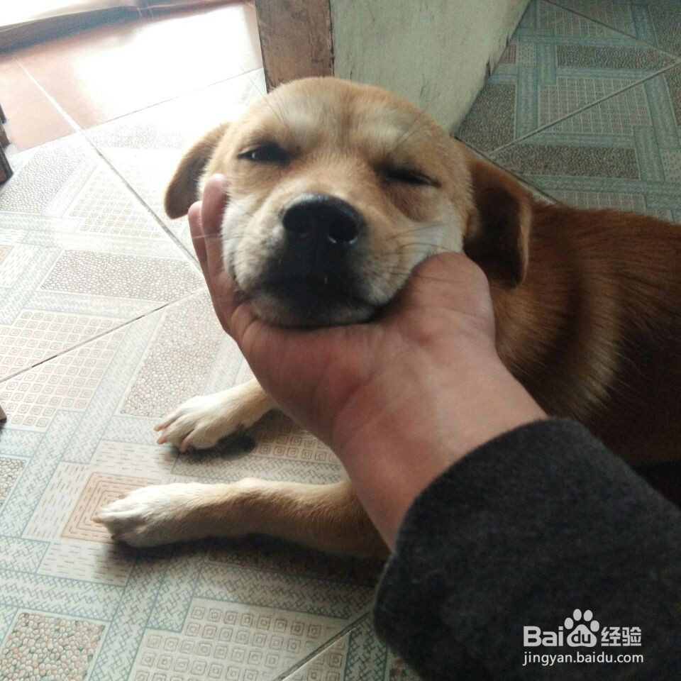让狗狗抓破了皮怎么办