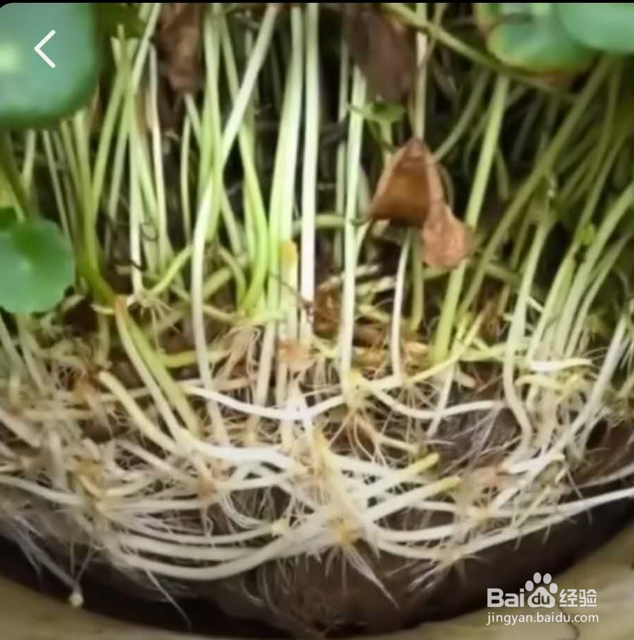 室外铜钱草怎么过冬