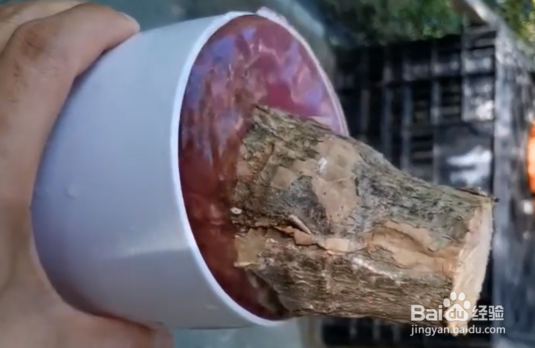 发财树树干萎缩怎么办