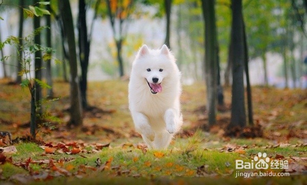 宠物美容师的未来发展怎么样