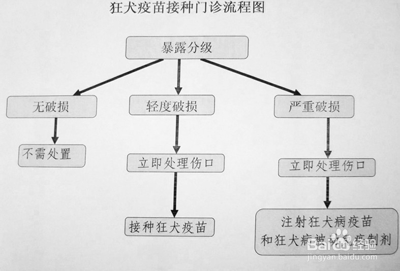 被狗咬伤,如何科学处理,降低患狂犬病危险?