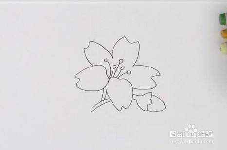 然后在花瓣的中心位置画出几根花蕊,再往下画出花枝和一个还未开放