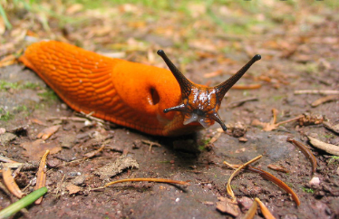 家里有蛞蝓怎么清除