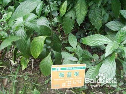 预防禽流感可从细节入手 不吃未熟透鸡蛋