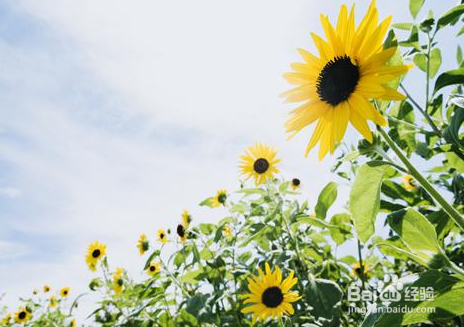 向日葵指引方向的方法是什么