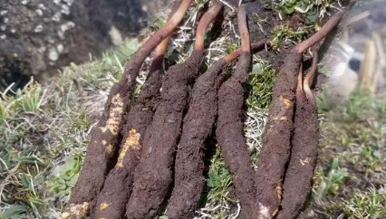 冬虫夏草的食用方法 首选泡茶喝