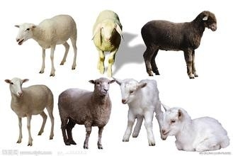 哪些食物一定不能共食（那些你不知道的秘密五）