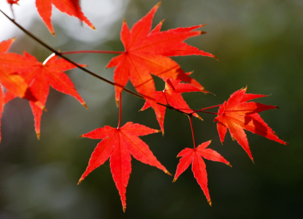 描写枫叶的古诗词