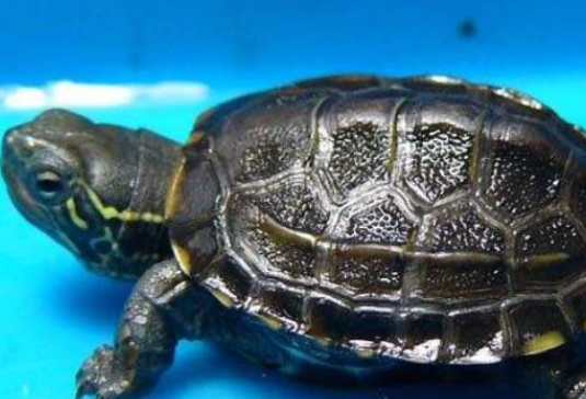 哪个是公哪个是母的啊