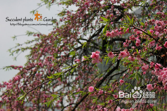 上海植物园（上）