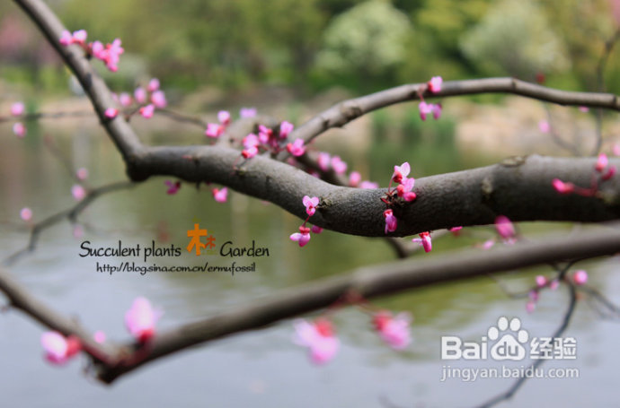 上海植物园（上）