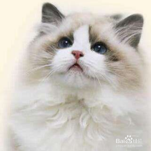 猫吐毛球是为什么?