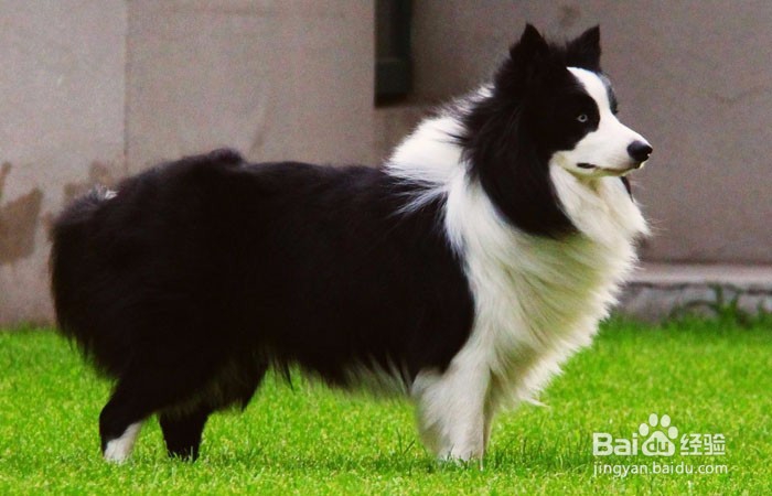 如何在狗市上挑选一只边牧