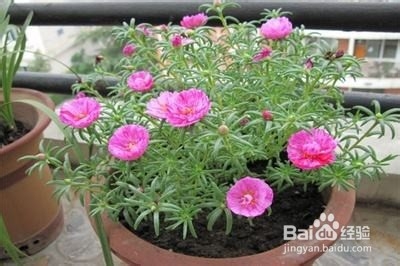 花农的养花口诀