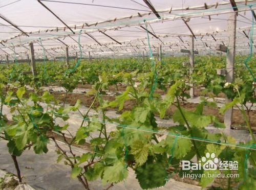 怎样提高香樟扦插促生根的成活率