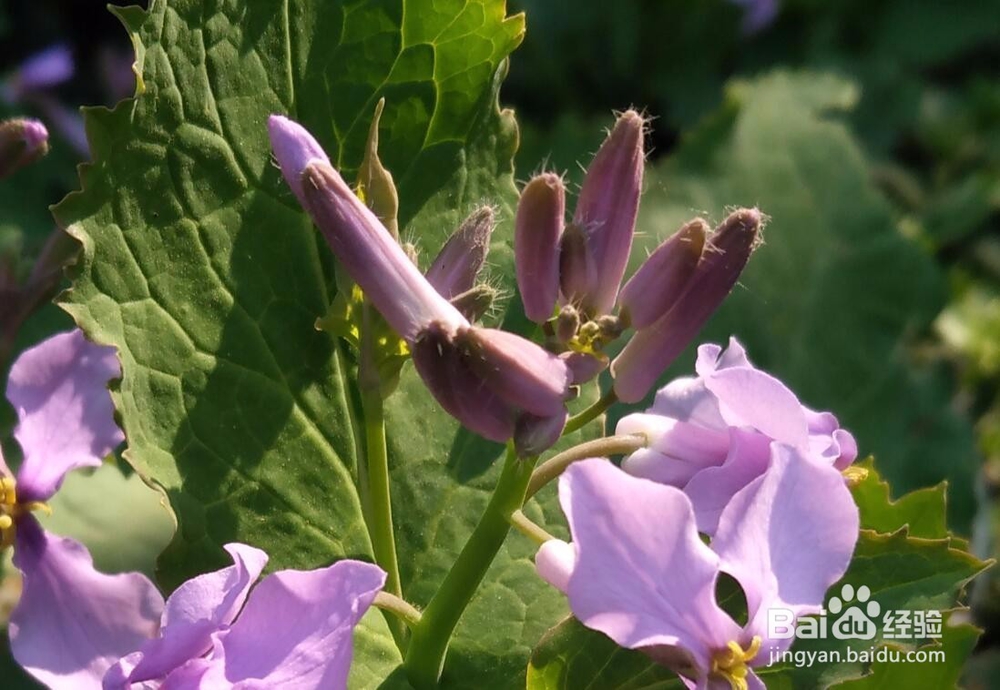 手机拍照哪个最好？我来分享一下努比亚的效果