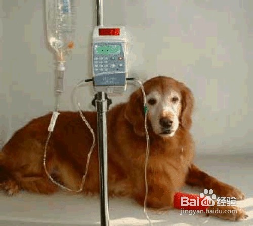 狗狗运动没多久就咳嗽或者用力呼吸