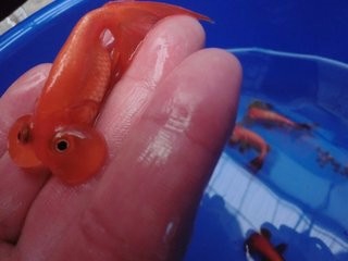 水泡眼如何饲养?