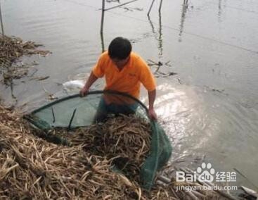 黄鳝冬季囤养技术