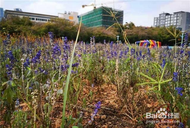深圳宝安新安花田好玩吗