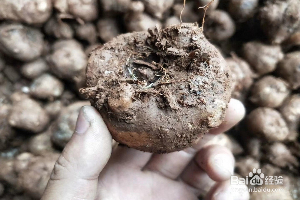 教你早晨如何清肠排除宿便！