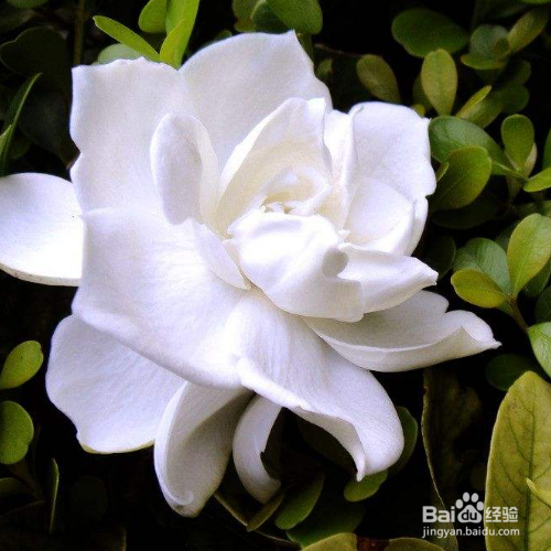 枙子花夏季怎样养护