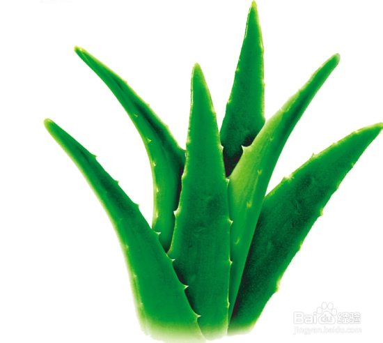 芦荟另类用法有哪些