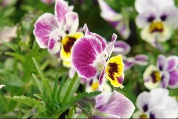 如何延长三色堇花期