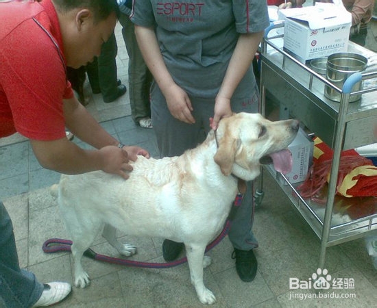 家里有小孩能养宠物狗吗