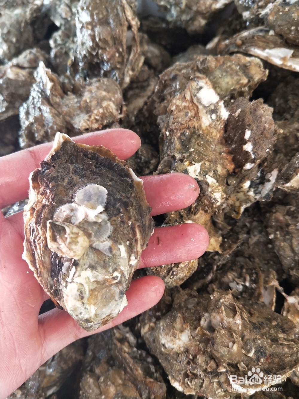 湛江生蚝批发烧烤