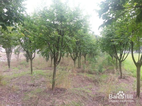 地产景观中选苗时需要注意哪些东西？