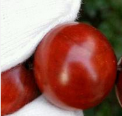 小叶紫檀市场价为啥这么贵