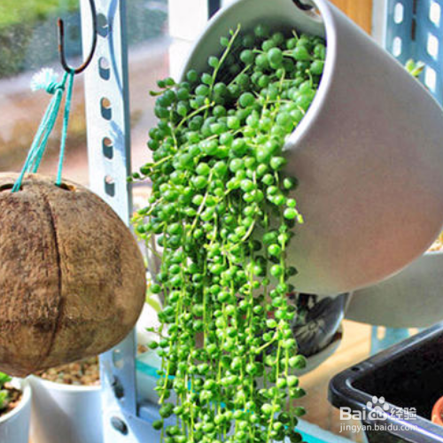 绿之铃叶尖发黑怎么办?