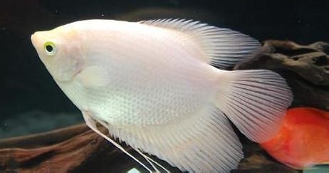 热带鱼饲养生活常识（三）如何预防鱼生病