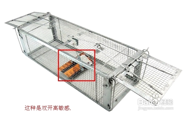 怎么抓老鼠和消灭老鼠