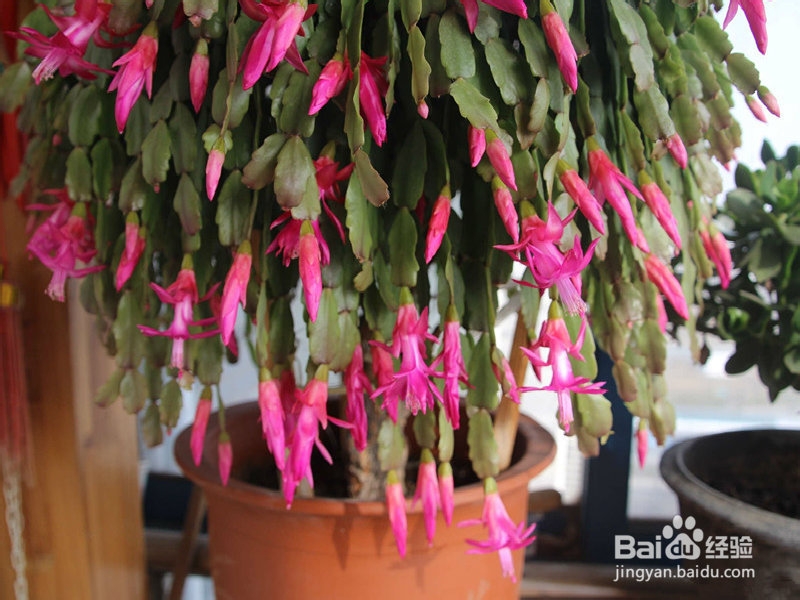 办公场所推荐植物之观花植物