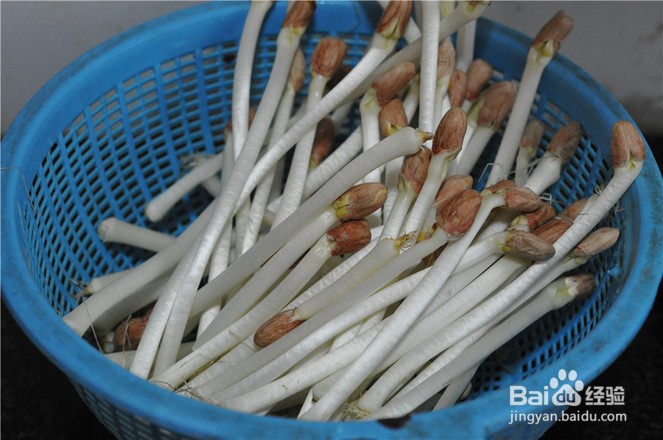 花生芽炒肉丝家常做法