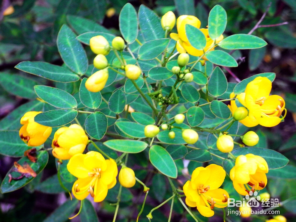 决明子的食用方剂