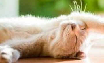 养猫应该注意点什么？