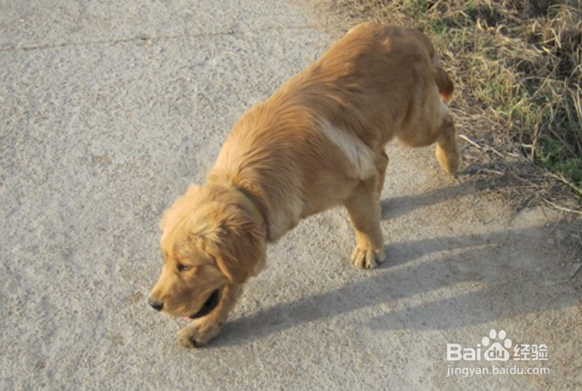 成年金毛的正确饲养方法