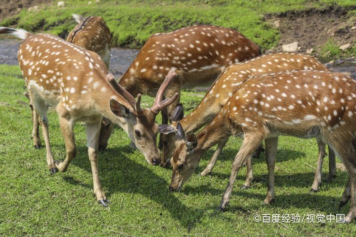 拈花湾鹿鸣谷攻略